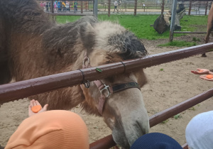 Dzieci karmiące marchewką wielbłąda.